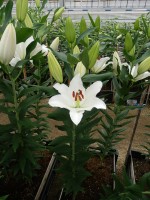 [5388 Tourega VZ No01.JPG]